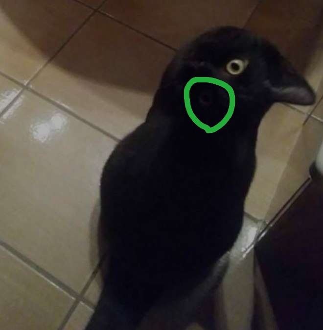 あれ？って思った画像を貼るトピ