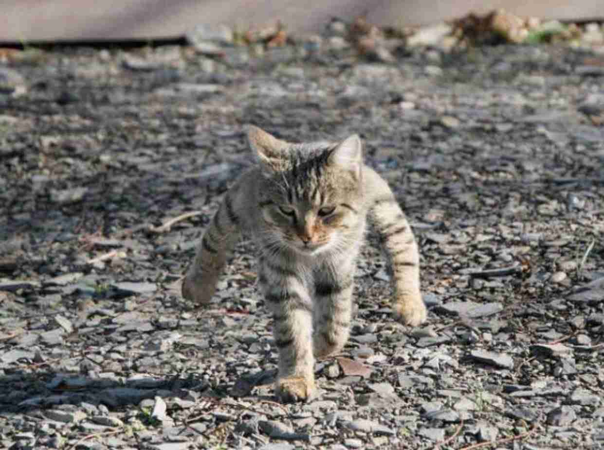 あれ？って思った画像を貼るトピ