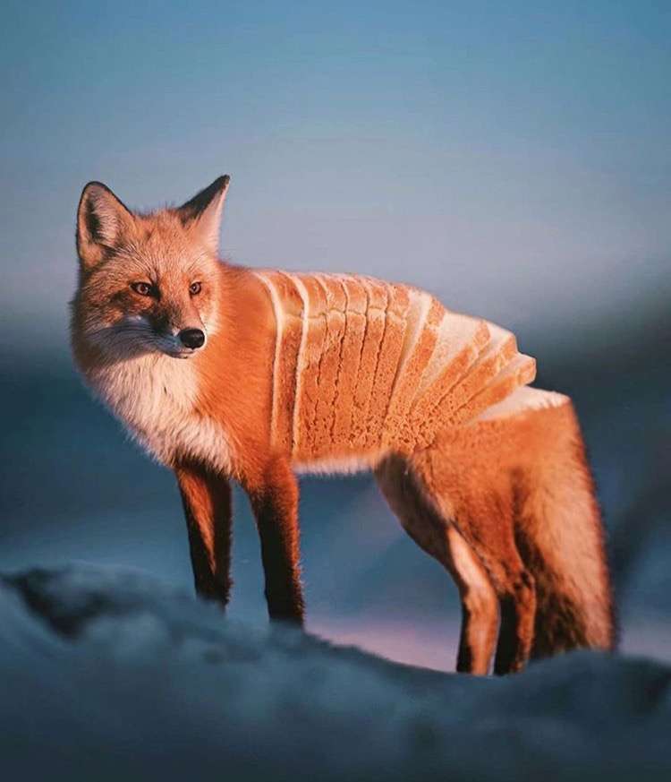 あれ？って思った画像を貼るトピ