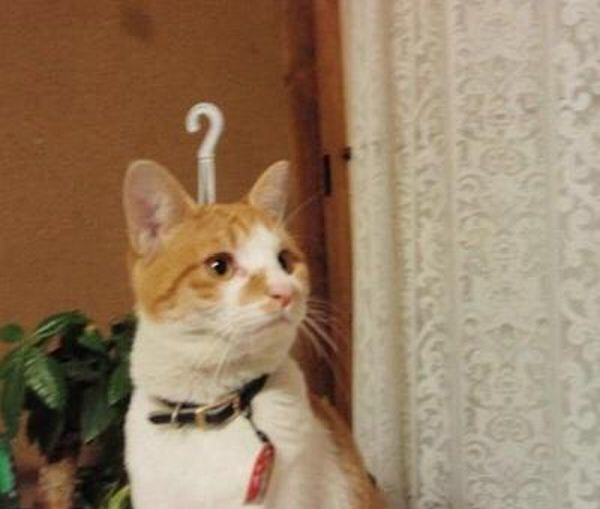 あれ？って思った画像を貼るトピ