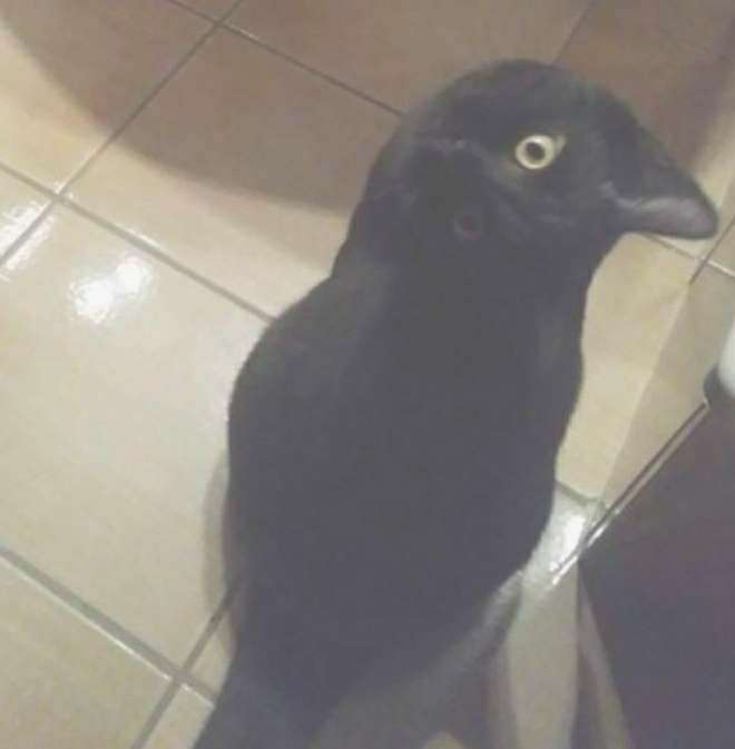 あれ？って思った画像を貼るトピ