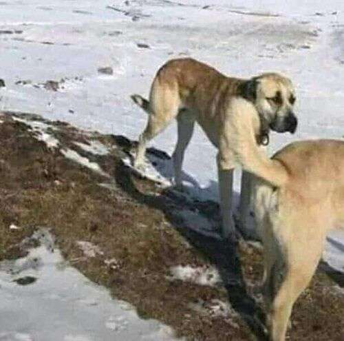 あれ？って思った画像を貼るトピ