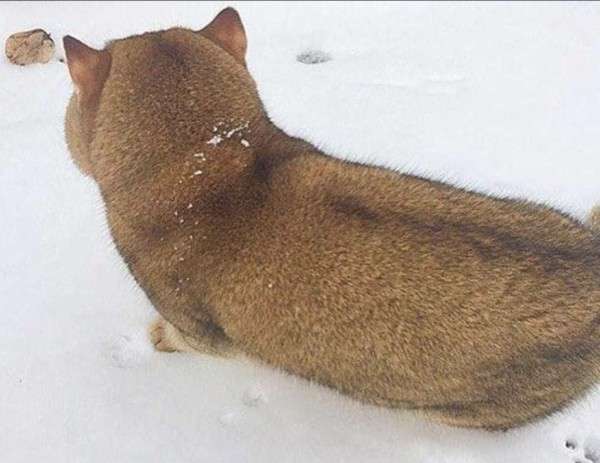 あれ？って思った画像を貼るトピ