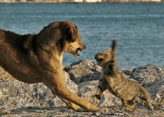 あれ？って思った画像を貼るトピ