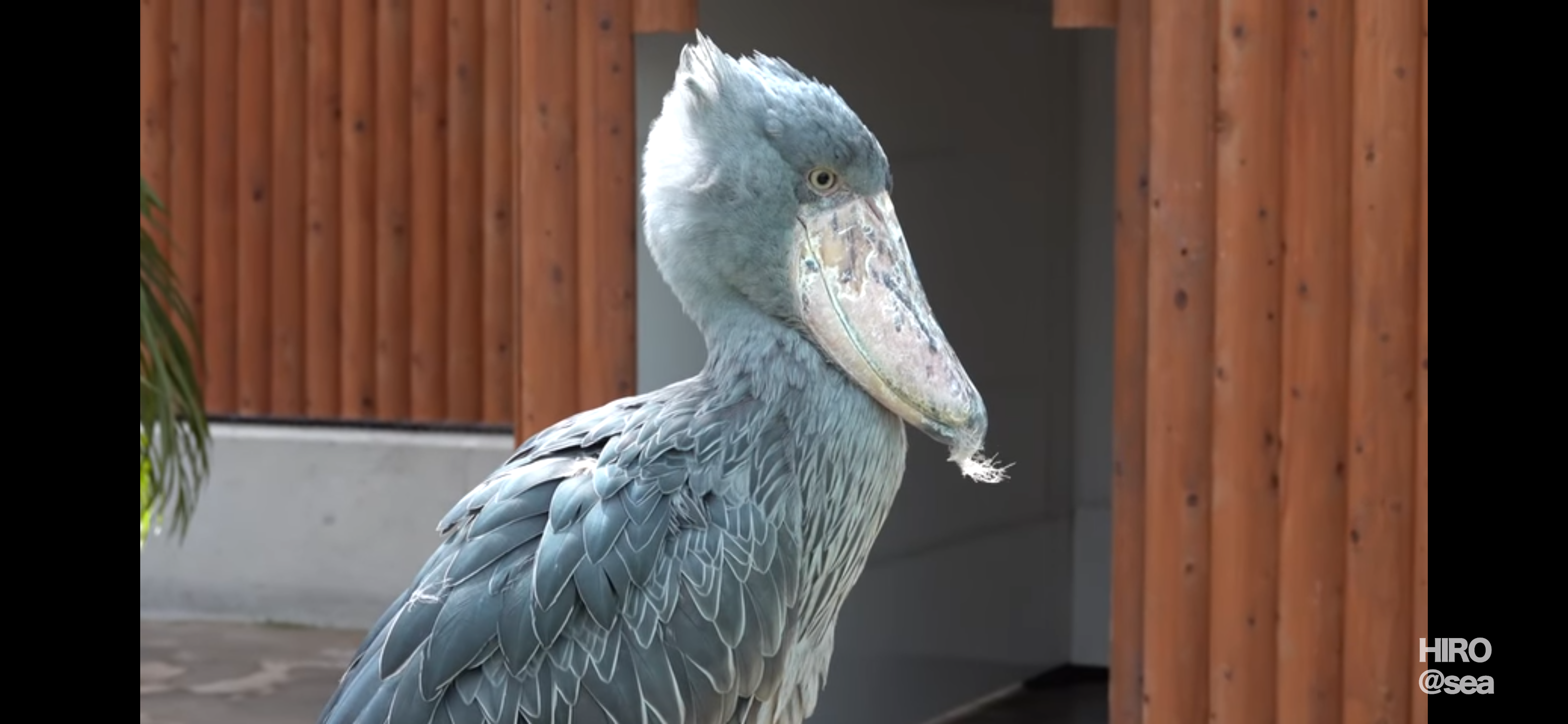 あれ？って思った画像を貼るトピ