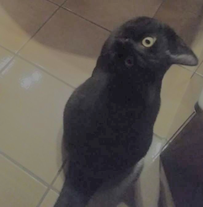 あれ？って思った画像を貼るトピ