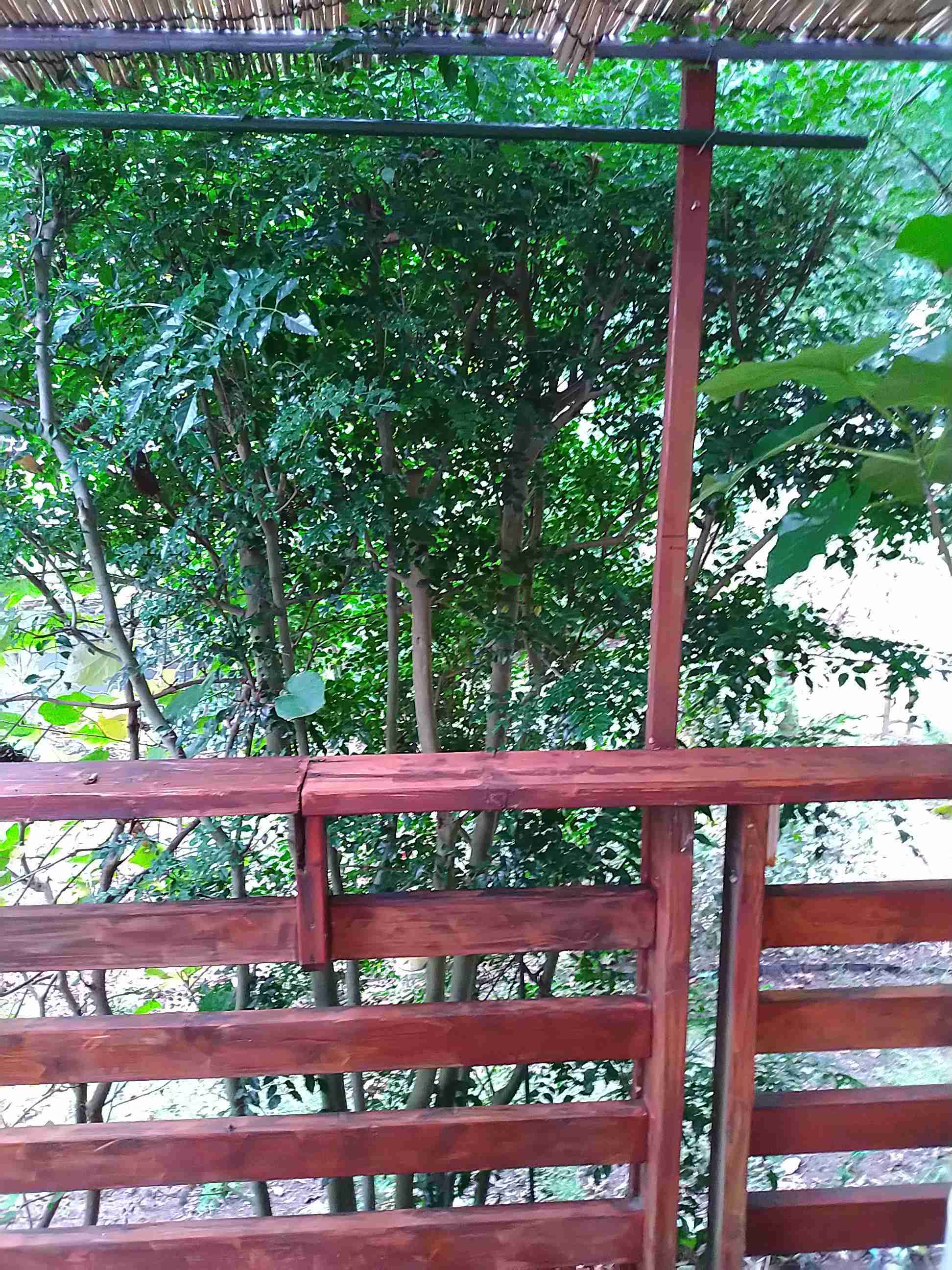 オススメの植栽