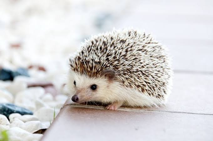 ペット飼い主の2割が「コロナ禍で新たに迎えた」と回答 人気上位はやはり「犬」「猫」