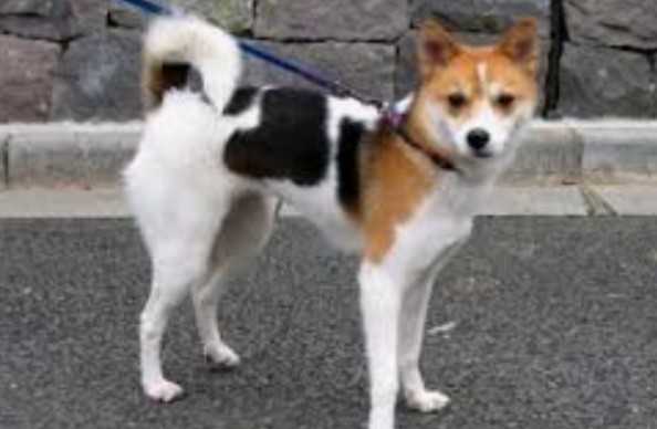 犬神家の一族について語ろう!