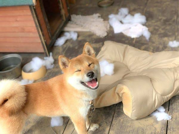 行方不明者捜索中の警察犬、逃走中　「見つけたら通報して」