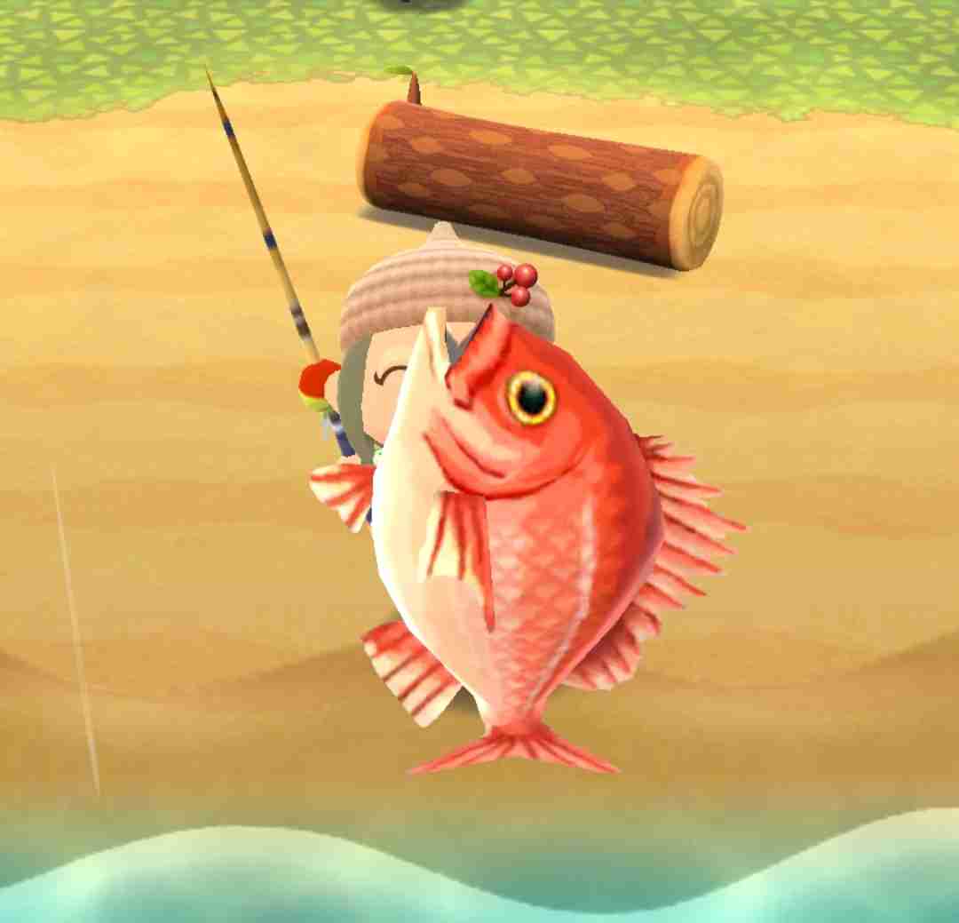 【初心者用】ポケ森・どうぶつの森ポケットキャンプ【優しいベテランも歓迎】2