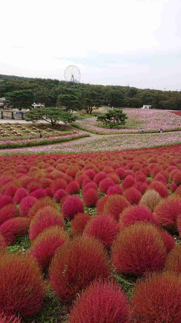 【祝☆魅力度最下位脱出】茨城県民集まれ~!