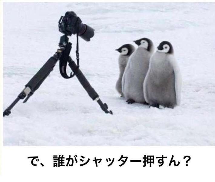 動物のboketeを貼るトピpart6