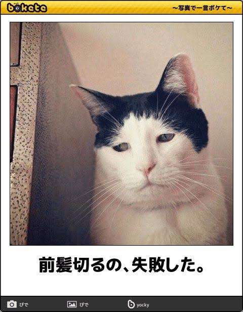 動物のboketeを貼るトピpart6