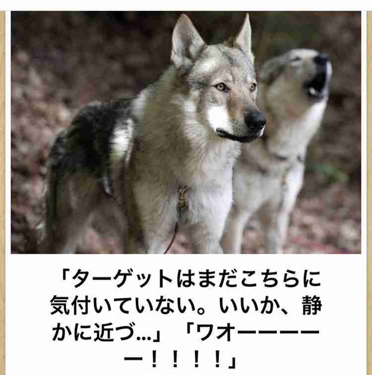 動物のboketeを貼るトピpart6
