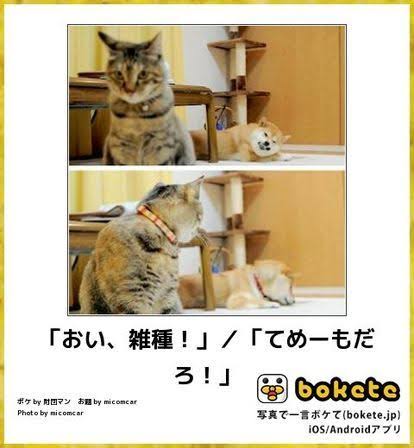 動物のboketeを貼るトピpart6