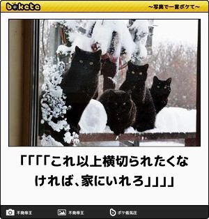 動物のboketeを貼るトピpart6
