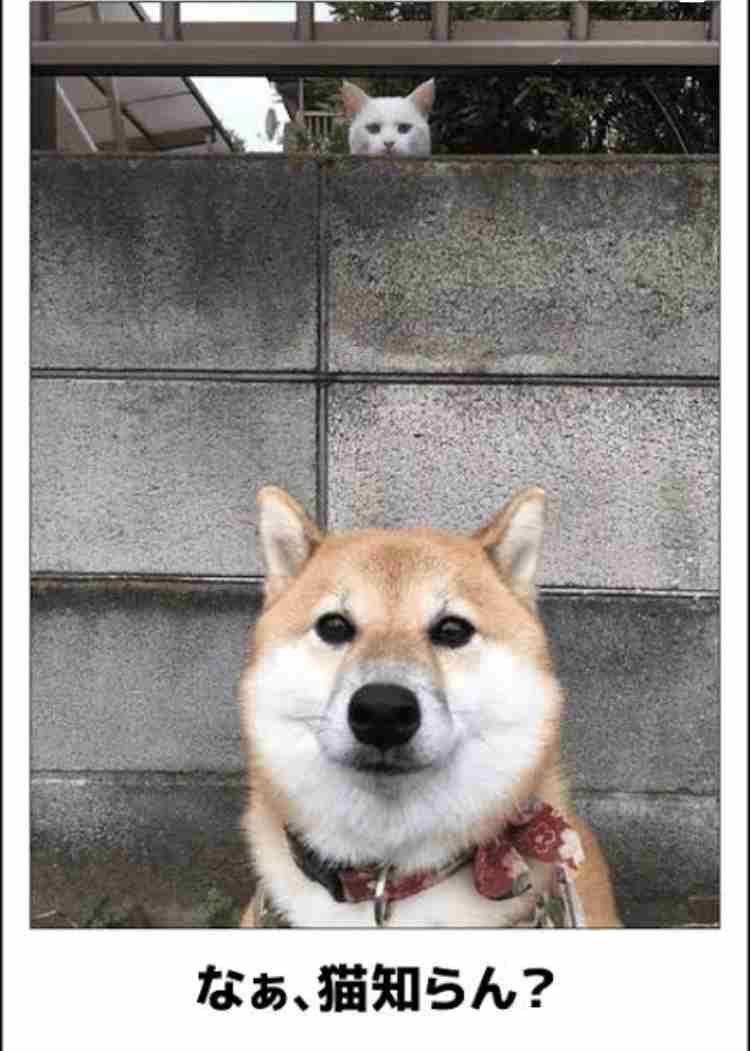 動物のboketeを貼るトピpart6