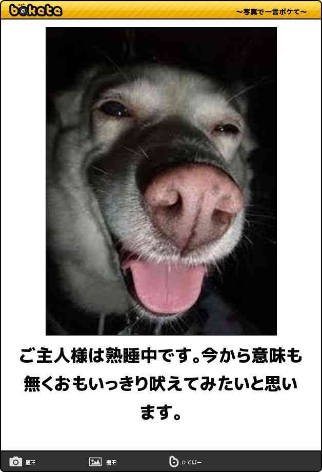 動物のboketeを貼るトピpart6