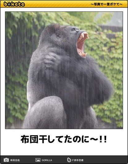 動物のboketeを貼るトピpart6