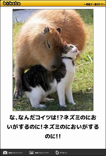 動物のboketeを貼るトピpart6