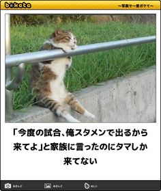 動物のboketeを貼るトピpart6