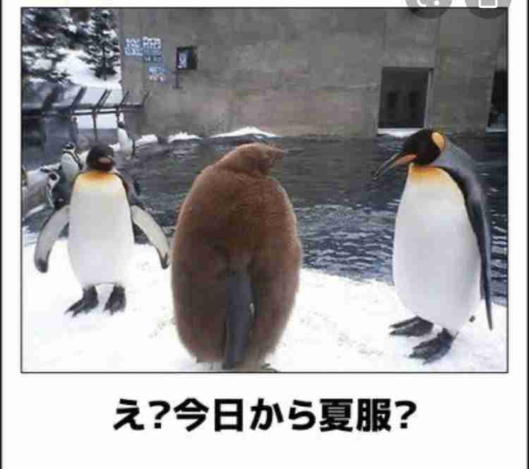 動物のboketeを貼るトピpart6
