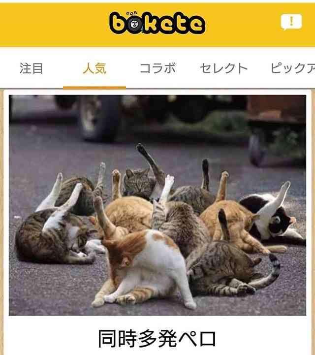 動物のboketeを貼るトピpart6