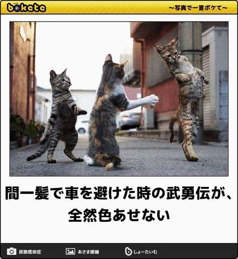動物のboketeを貼るトピpart6