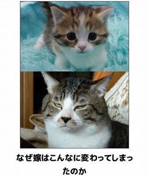 動物のboketeを貼るトピpart6