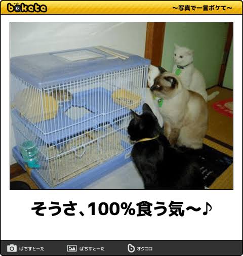 動物のboketeを貼るトピpart6