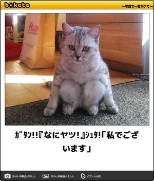動物のboketeを貼るトピpart6