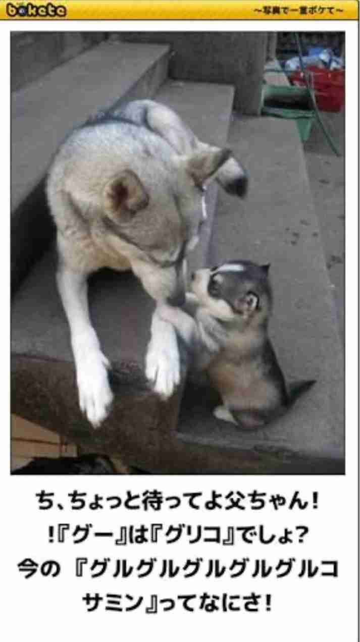 動物のboketeを貼るトピpart6