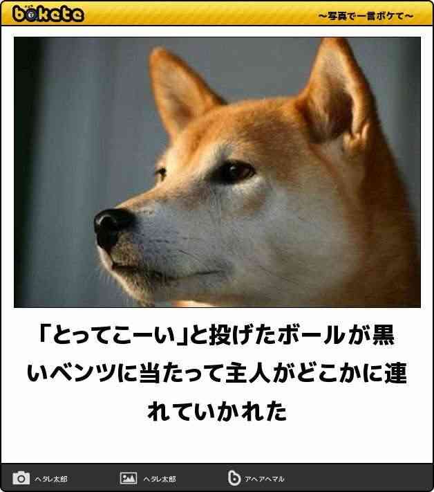 動物のboketeを貼るトピpart6