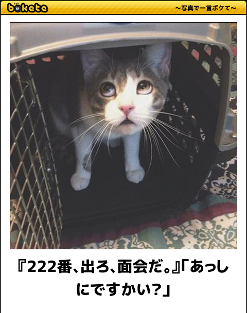 動物のboketeを貼るトピpart6
