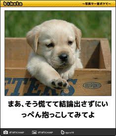 動物のboketeを貼るトピpart6