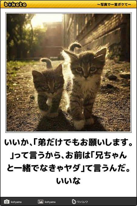 動物のboketeを貼るトピpart6