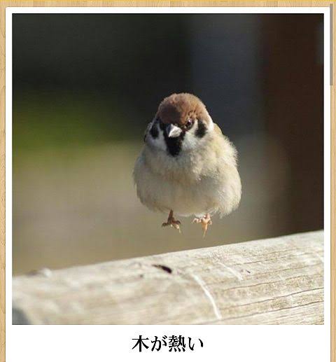 動物のboketeを貼るトピpart6