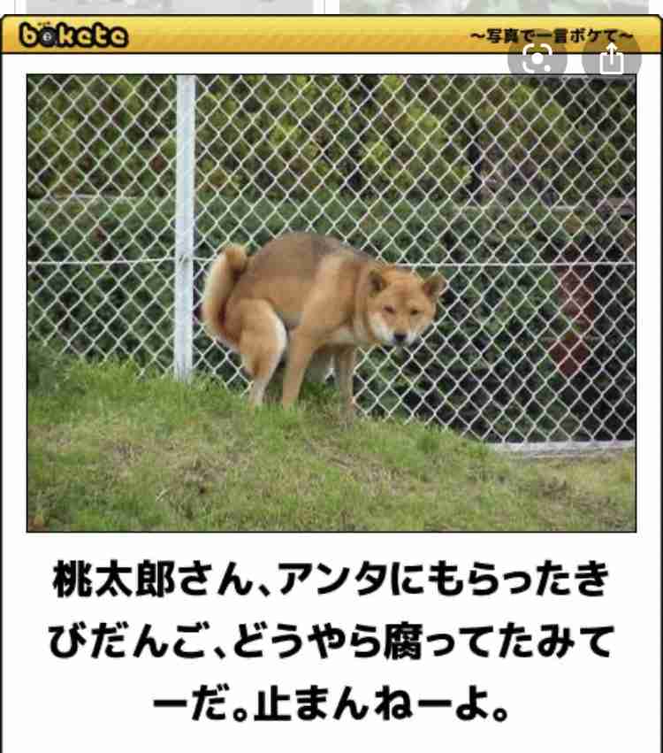 動物のboketeを貼るトピpart6