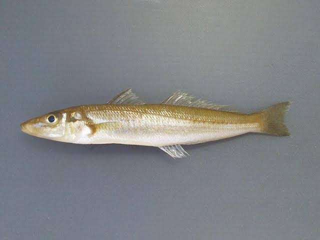 回転寿司で何皿までいけますか?