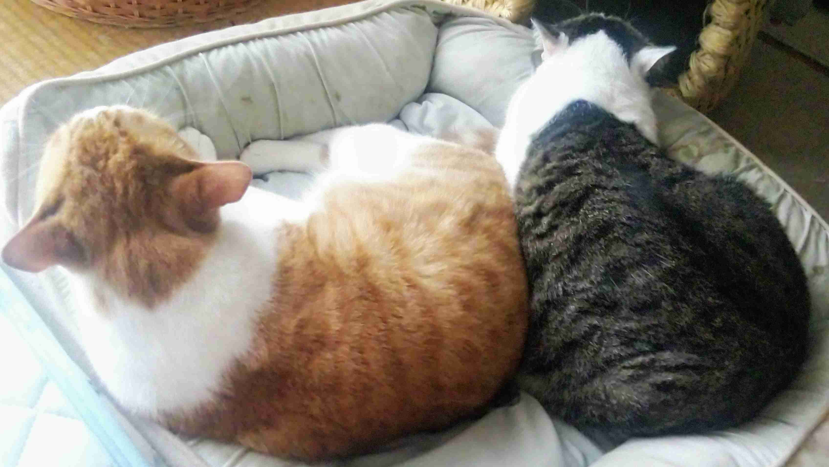 きょうだいの猫ちゃん飼ってる方