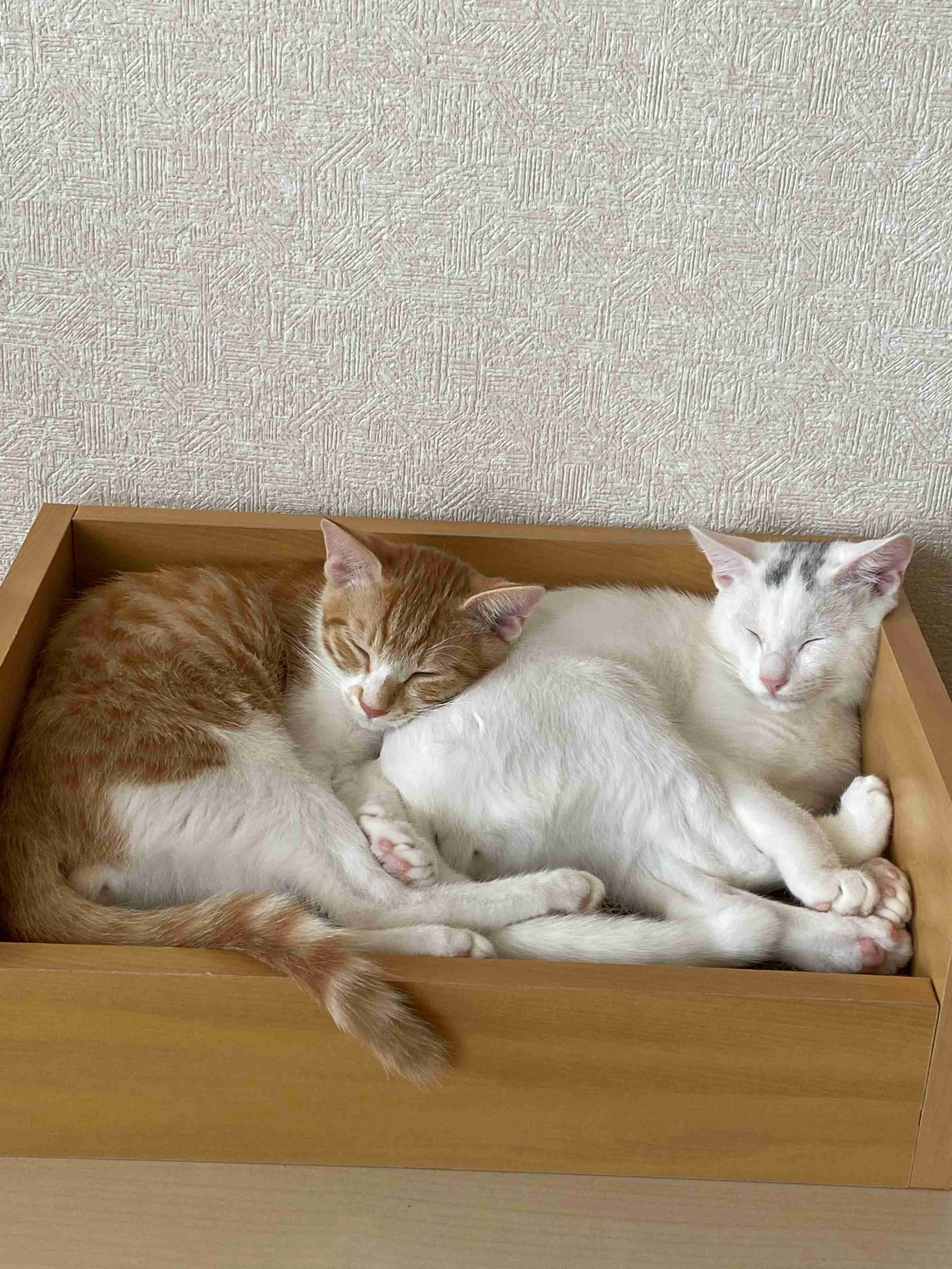 きょうだいの猫ちゃん飼ってる方