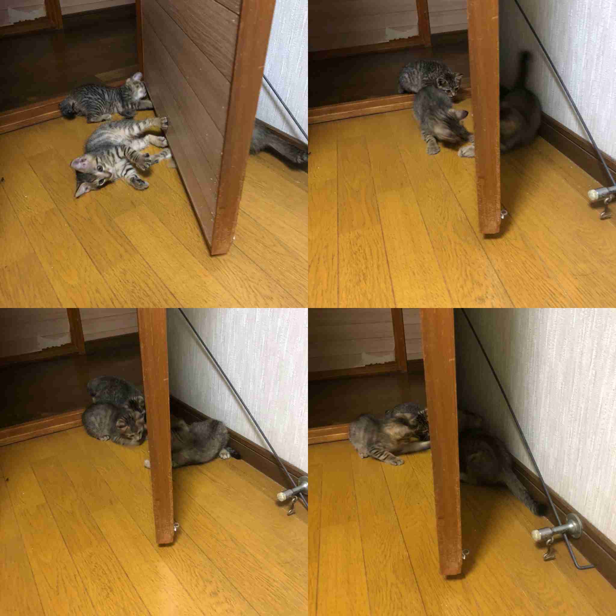 きょうだいの猫ちゃん飼ってる方