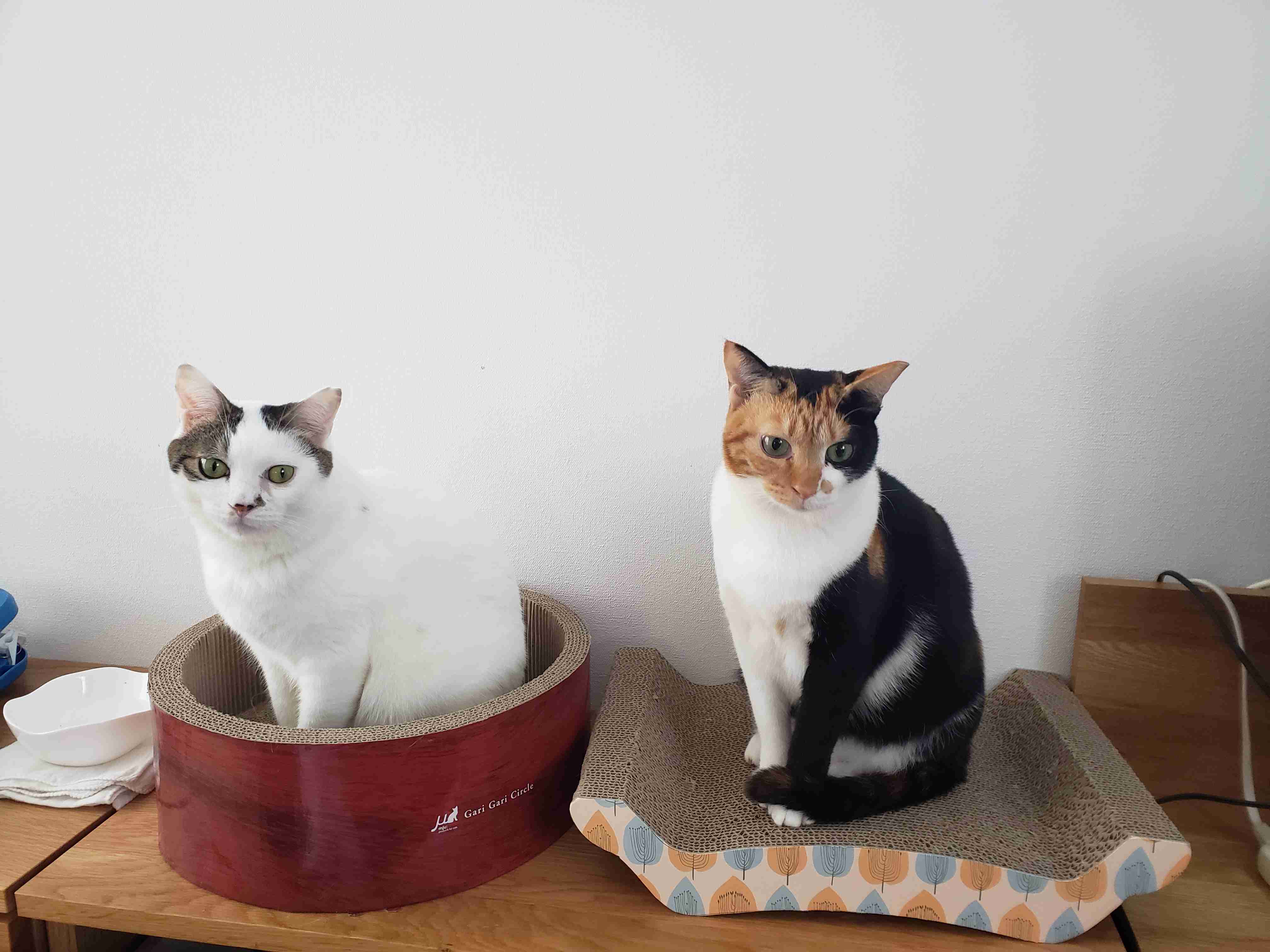 きょうだいの猫ちゃん飼ってる方