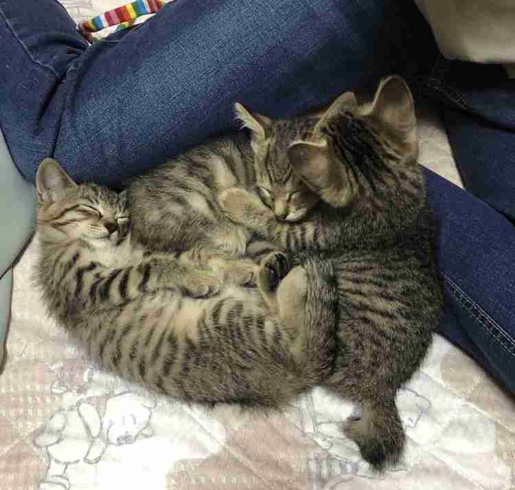 きょうだいの猫ちゃん飼ってる方