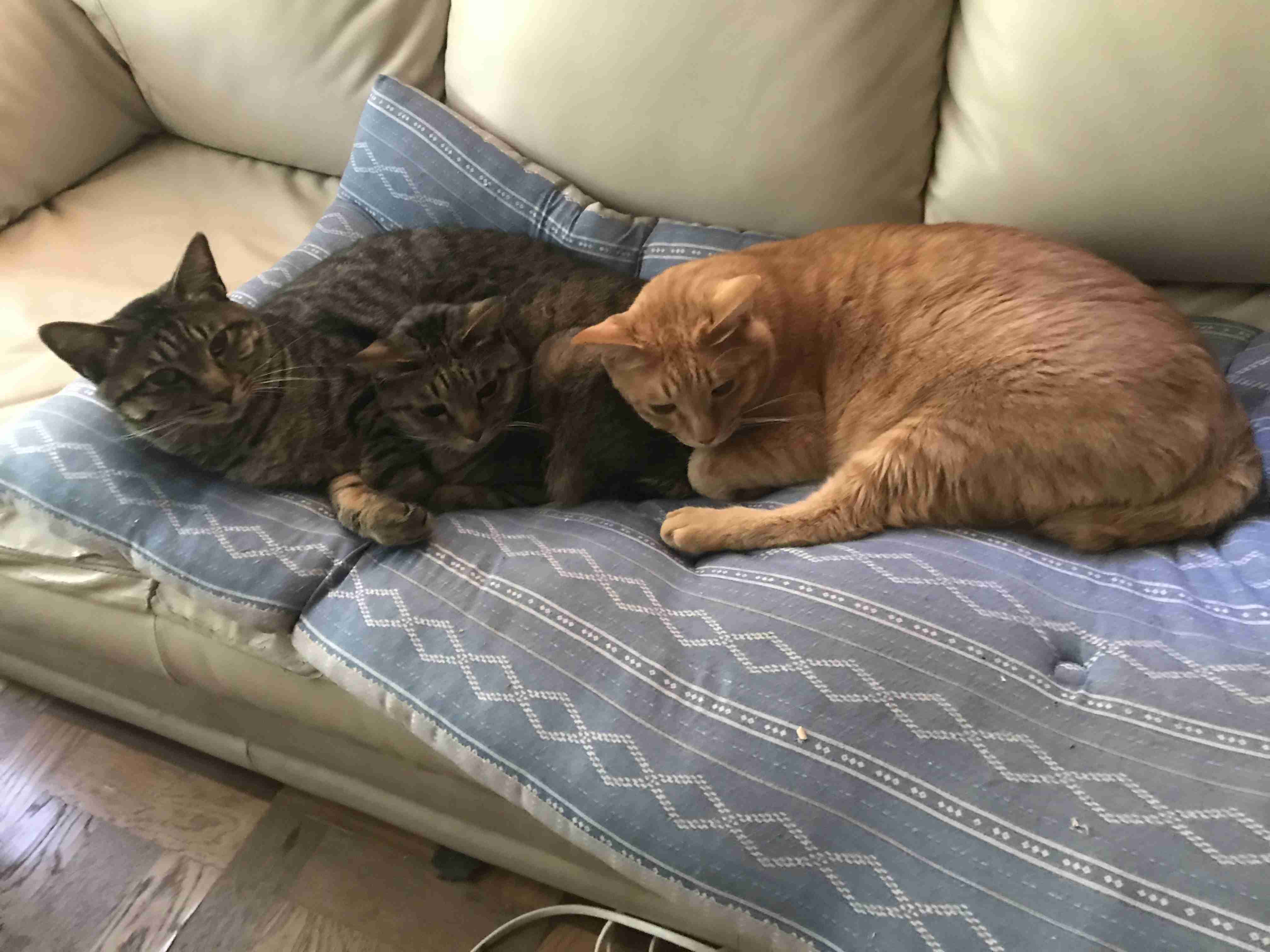 きょうだいの猫ちゃん飼ってる方