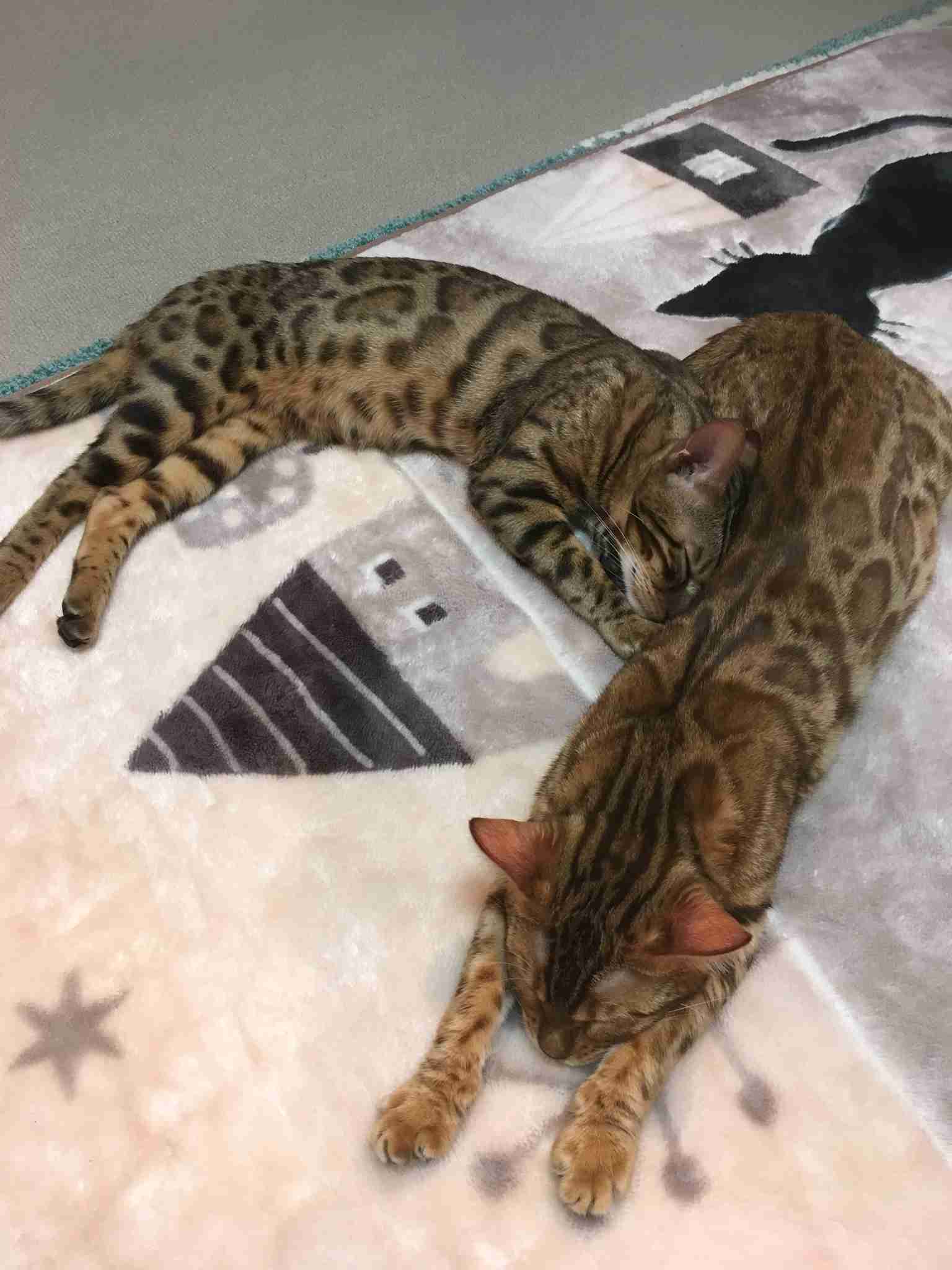 きょうだいの猫ちゃん飼ってる方