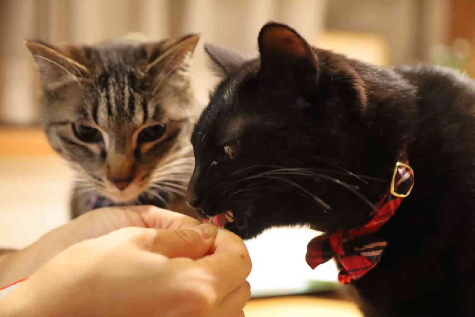 きょうだいの猫ちゃん飼ってる方