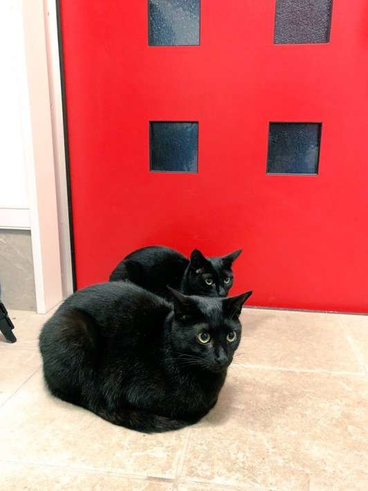 きょうだいの猫ちゃん飼ってる方