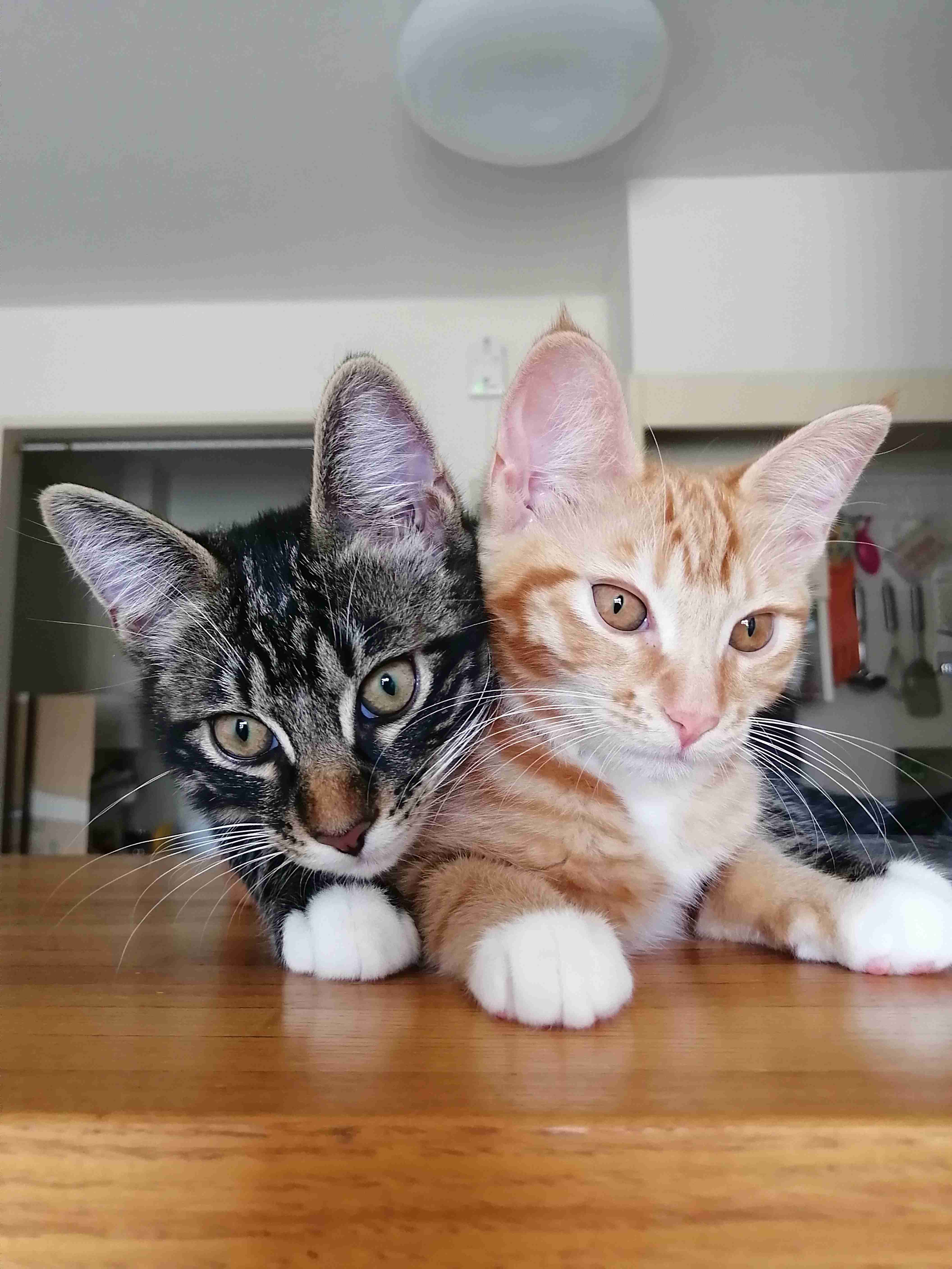 きょうだいの猫ちゃん飼ってる方